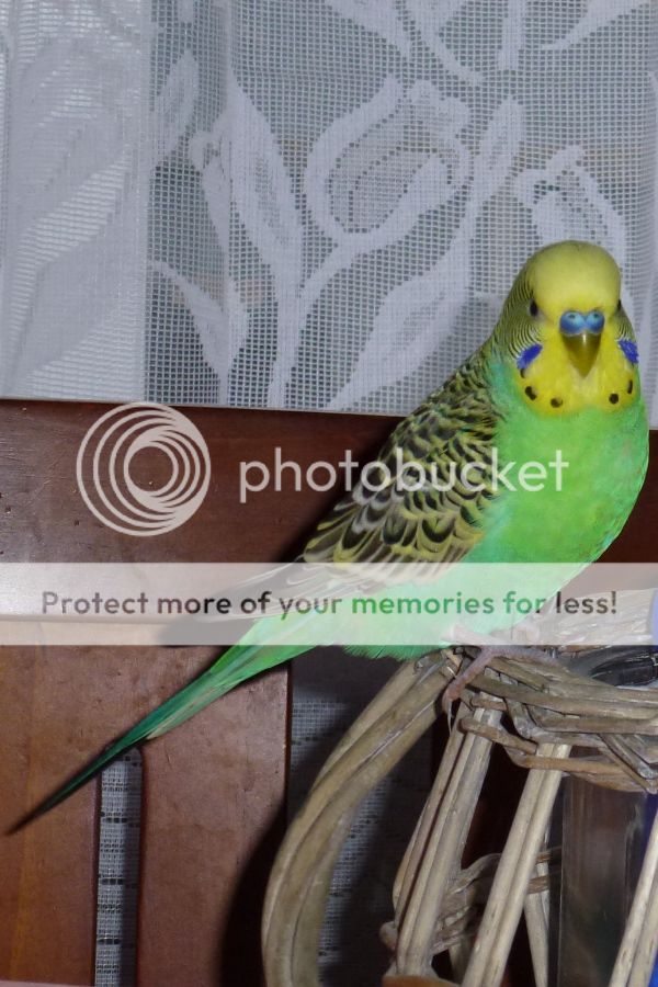 Turquoise Budgie Talk Budgies Forums